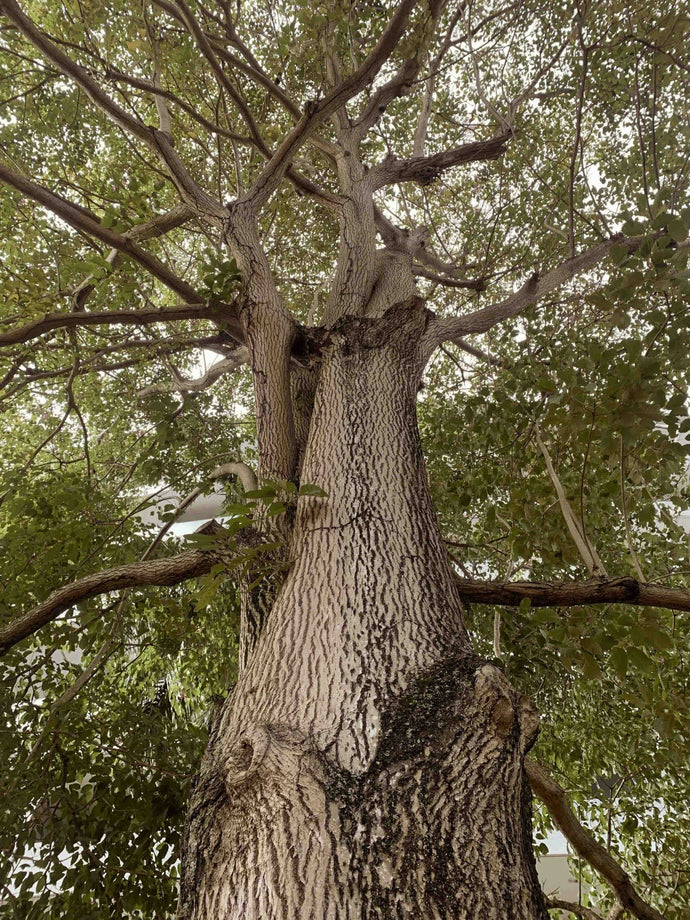 Madre Tierra, aquí estamos