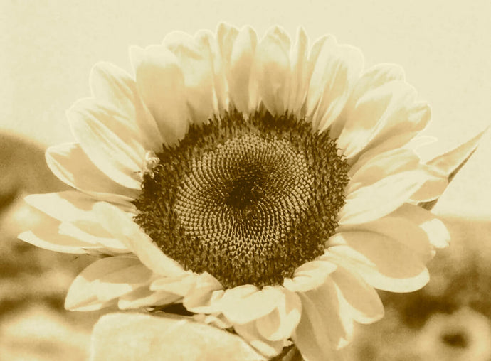 Consejos de Permacultura 🌿 para transformarnos