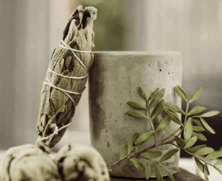 Los Beneficios de la Salvia