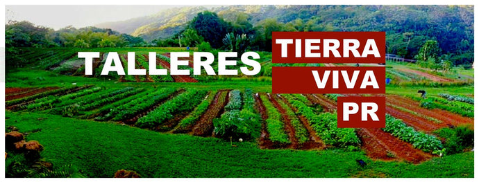 Nelson Álvarez Febles