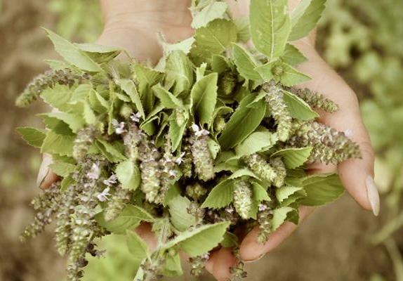 Los beneficios de la Albahaca Santa o Tulsi